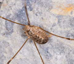 Leiobunum religiosum