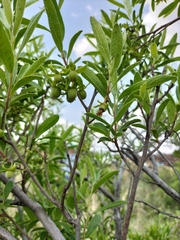 Diospyros lycioides
