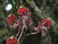 Cyrtochilum serratum