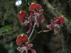 Cyrtochilum serratum