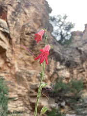 Penstemon