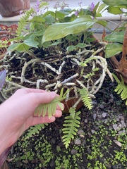 Polypodiodes