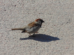 Passer domesticus