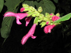 Salvia tortuosa