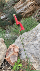Penstemon