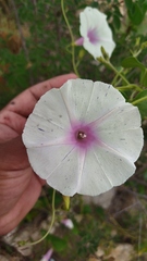 Ipomoea purpurea