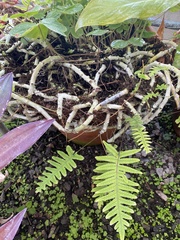 Polypodiodes
