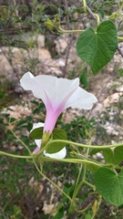 Ipomoea purpurea