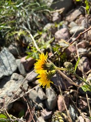 Sonchus
