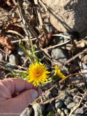 Sonchus