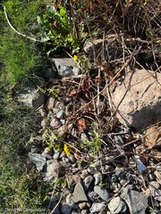 Sonchus
