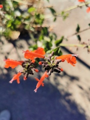 Salvia coccinea