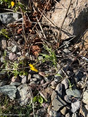 Sonchus