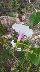 Ipomoea purpurea