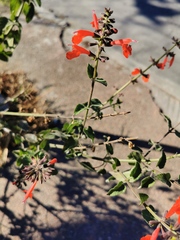 Salvia coccinea