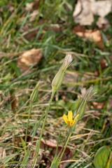 Tragopogon pratensis
