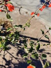 Salvia coccinea