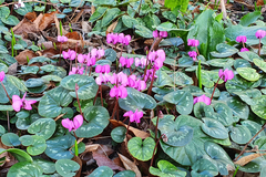 Cyclamen coum