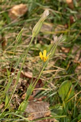 Tragopogon pratensis