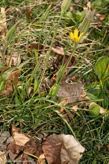 Tragopogon pratensis