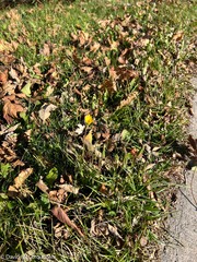 Tragopogon pratensis
