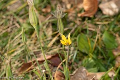 Tragopogon pratensis