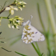 Euchloe ausonides