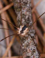 Leiobunum religiosum