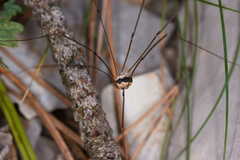 Leiobunum religiosum