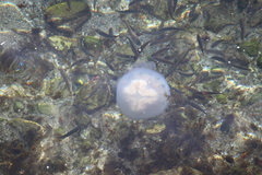 Scyphozoa