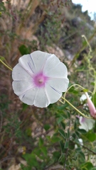 Ipomoea purpurea