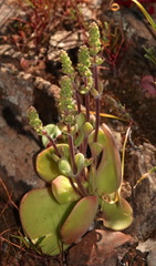 Crassula tomentosa