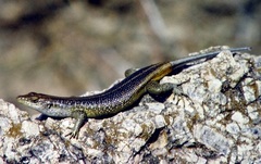 Trachylepis margaritifera