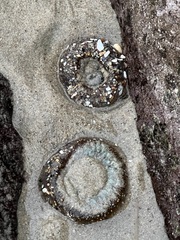 Anthopleura elegantissima