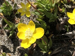Platystemon californicus