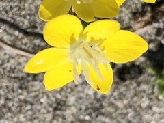 Platystemon californicus