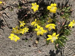 Platystemon californicus