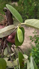 Aristolochia malacophylla