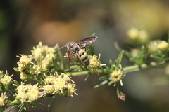 Xanthocampsomeris completa