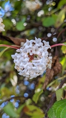 Viburnum farreri