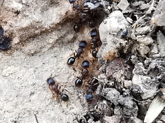 Tetramorium caespitum