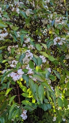 Viburnum farreri