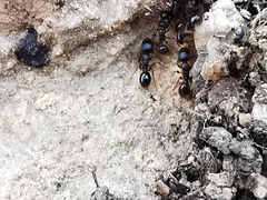 Tetramorium caespitum