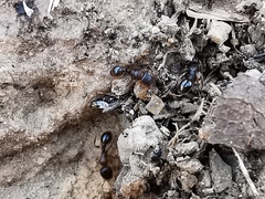Tetramorium caespitum