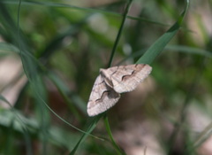 Frederickia s-signata