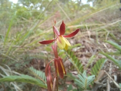 Eulophia penduliflora image