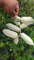 Aristolochia malacophylla