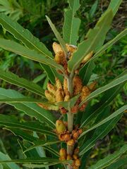 Brabejum stellatifolium