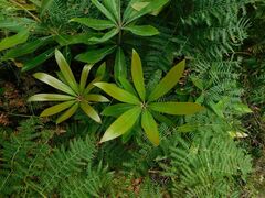 Brabejum stellatifolium