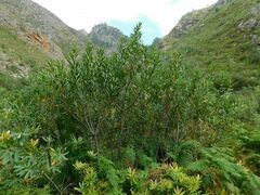 Brabejum stellatifolium